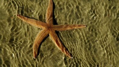 a starfish in shallow water on a beach