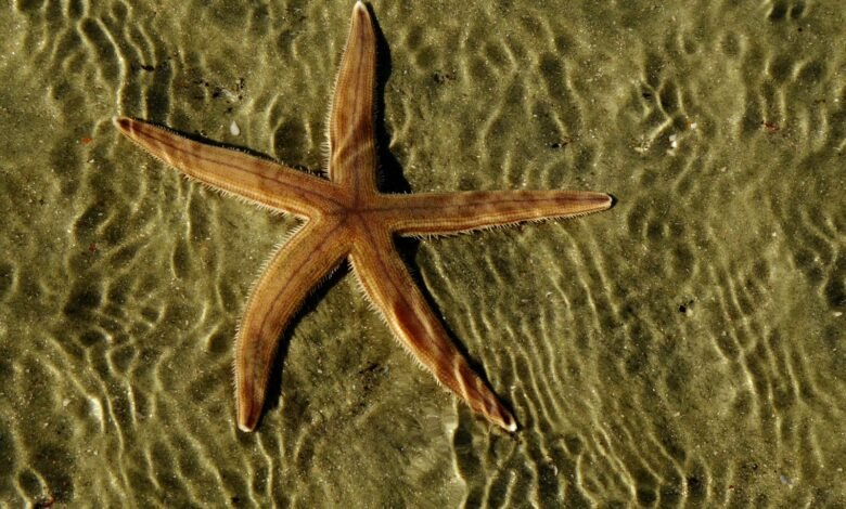 a starfish in shallow water on a beach